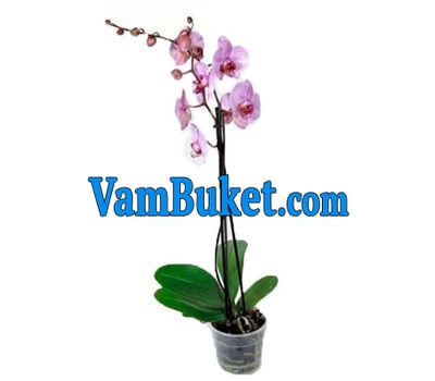 Houseplant Orchid phalaenopsis