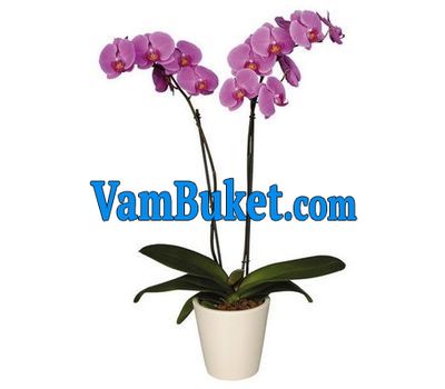 Phalaenopsis orchid (2 branches)