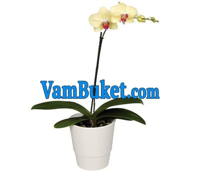 Yellow orchid (1 branch)