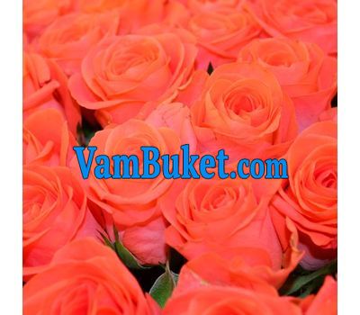 Orange roses by the piece