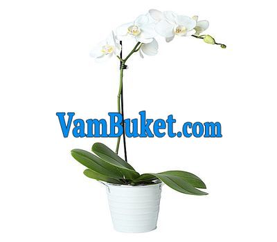 White phalaenopsis orchid (1 branch)
