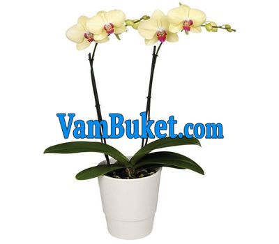 Phalaenopsis orchid yellow in color (2 branches)