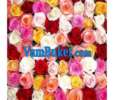 Multicolored roses per piece