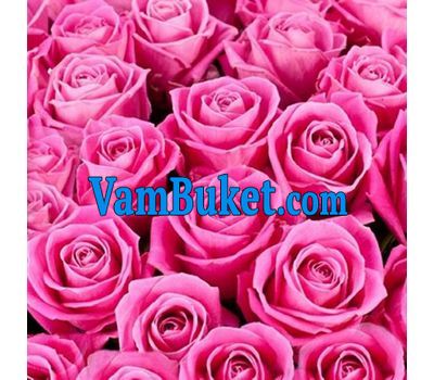 Pink roses per piece