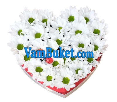 11 chrysanthemums