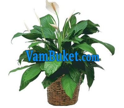 Spathiphyllum (Female happiness)